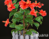 Potted Hibiscus Flower