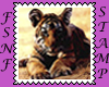 Tiger Cub Biggie