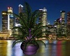 Shadow Mist BIG Plant