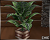 !T! House Plant 10