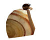 M/F Alien snail shell 