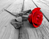 [L]Red Rose