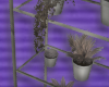 plants ෆ