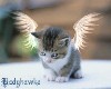 Kitten with angel wings
