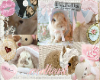 bunni posterz
