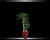 Red & Black Plant 2