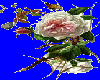 Roses 7