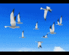 Sea gulls flying