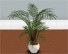 (20D) potted palm