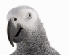 parrot 3   `