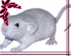 White Rat sticker