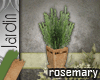 [MGB] J! Herb Rosemary