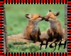 Kissinf Fox Cubs