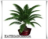 KT RED PASION PLANT