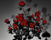 Cat~ Red Roses Bush