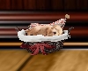 Basket  Christmas puppy