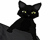 black cat - shoulder