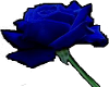 The Blue Rose