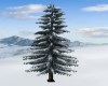 SNOW COVERED TREE
