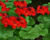 Geraniums Red