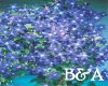 [BA] Star Flowers Pic