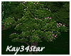 Eden Flowering Tree