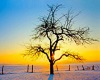 Tree at Sunrise Picture