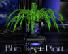 Blue Tiger Plant