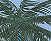 Luxury Palm