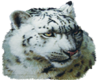 [AM]Snow Leopard2