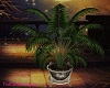 Potted Palm Tree