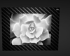 white rose picture