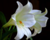 Longiforum Lillium