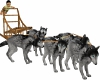 Sled dogs <3 woof