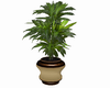 Draecena Plant Pot