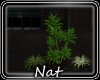 NT Heartbeat Plant 2