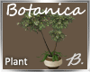 *B* Botanica Floor Plant
