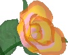 Peach glass rose