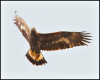 An Eagle in Sarnia