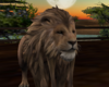 *African Lion