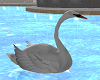 Floating Swan