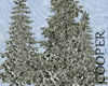 !A pine trees with snow