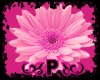 [P] Pink Flower
