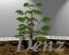 [DS] Pot Plant