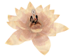  Rose Gold  Lotus- Zen
