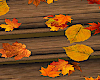 Autumn - Fall Leaves