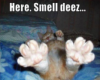 smell deez