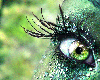 Green Fantasy Eye  (2)