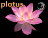 [plotus] Pink Lotus