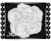 Rose [White]